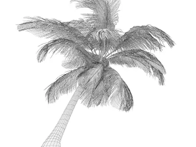 Sloping Palm Tree 3D model