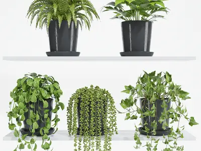 plant set 05