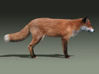  Red Fox(FUR)(RIGGED) 
