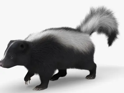  Striped Skunk Wild Animal Walk Fur Animated Rigged For Blender 