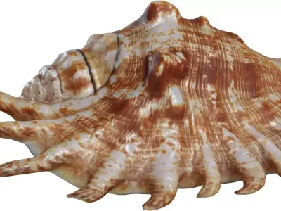 Spiky Conch Seashell Low-poly 3D model