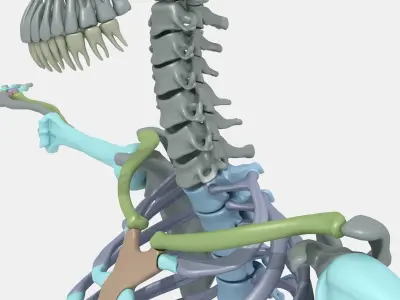 Plastic skeleton 3D model