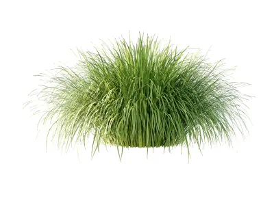 Carex Elata Aurea Grass 01 3D model