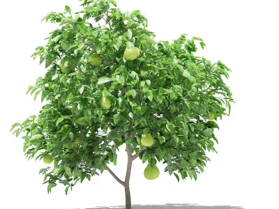 Pomelo Tree with Fruits 3D model