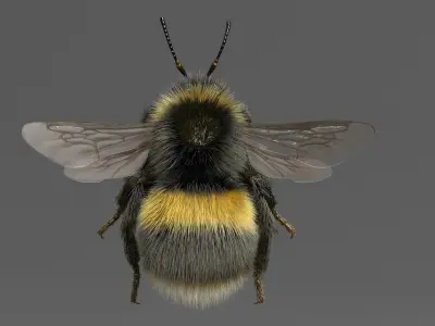  Bumblebee White-tailed Rigged 