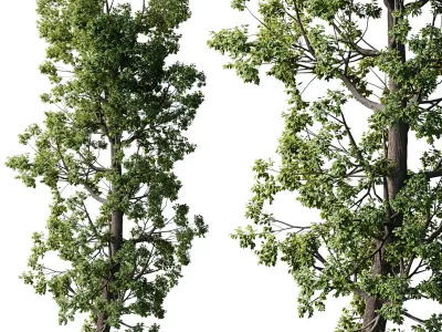 Broadleaf Tree Set 08 3D model