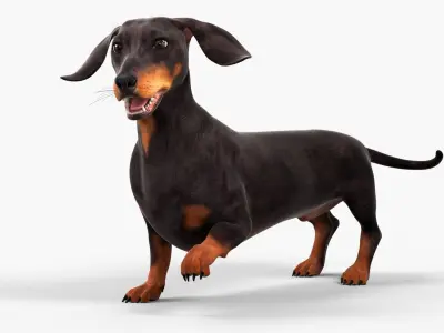  Small Breed Long Dog with Droopy Ears Black Rigged for Cinema 4D 
