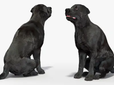  Black Begging Labrador Dog Fur Animated Rigged for Cinema 4D 