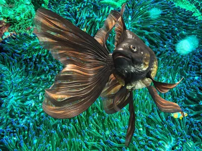  Freshwater Fish Rigged for Cinema 4D Collection 2 