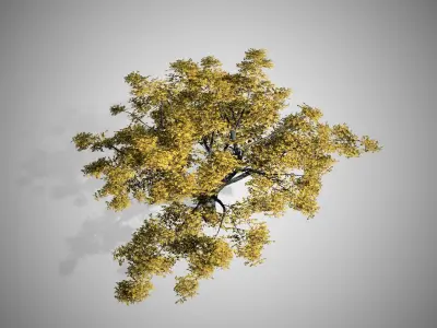Cherry Fall Tree Low-poly 3D model