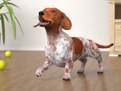  Dapple Dachshund Dog with Spotted Fur for Cinema 4D Rigged 