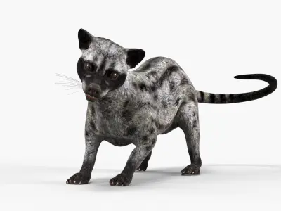  Asian Palm Civet for Kopi Luwak Gray Coat Rigged 