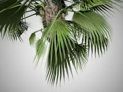 Chinese Fan Palm Tree Low-poly 3D model