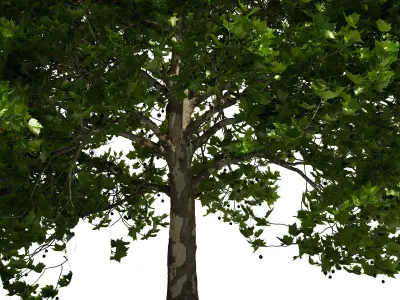 Platanus x hispanica 301SU V2 3D model