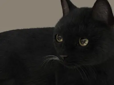  Cat (2) (Black) (RIG) (FUR) 