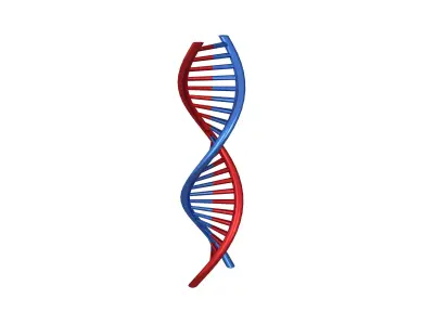 DNA Molecule v1 005 Low-poly 3D model