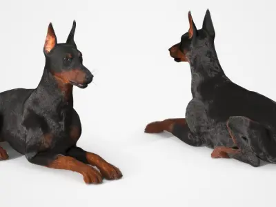  Doberman Pinscher Lying Down Fur for Cinema 4D 