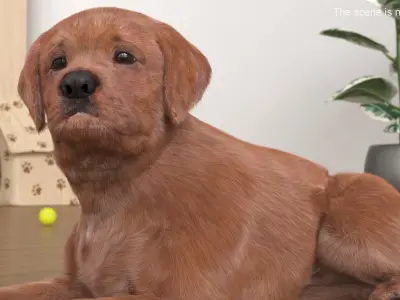  Brown Labrador Retriever Puppy Lying Down Fur for Maya 