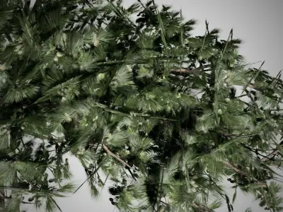 Huangshan Pine Tree Low-poly 3D model