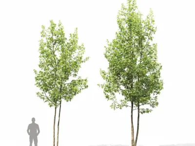 Acer Saccharinum 04 3D model