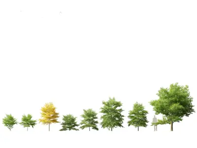 Styrax japonicus - Japanese snowbell  3D model