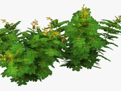 Cassia Angustifolia Low-poly 3D model