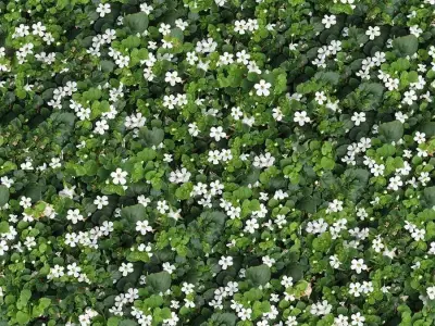 Realistic White Flower Ground Cover Seamless PBR Texture Texture