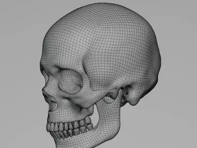 Human Cranium 3D model