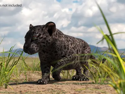  Black Leopard Cub Rigged for Cinema 4D 