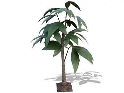Tropical Leaves Tree Low-poly 3D model
