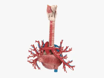  Heart BronchialVessels 