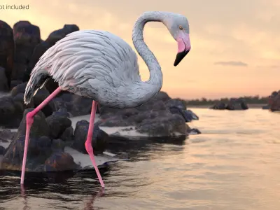  White Flamingo Bird in Walking Pose 