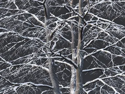 Tilia europaea Nr 6 H7-9m Three winter tree set 3D model