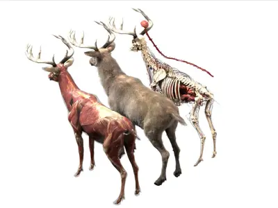  Deer Anatomy 3D 