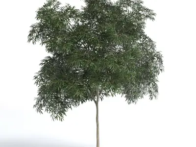 6 Olive Trees 3D model