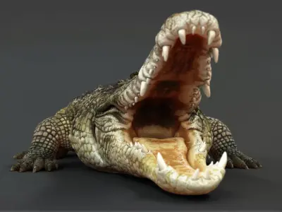  Crocodile RIG 