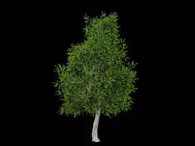 Realistic Tree Low-poly 3D model