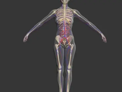 Female Circulatory System 3DSmax 3D model