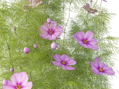 Cosmos flower 3D model