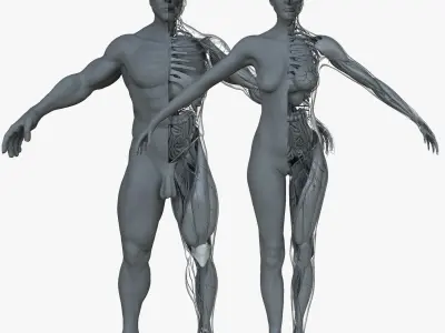 Male and Female Ultimate Anatomy Project 3D model