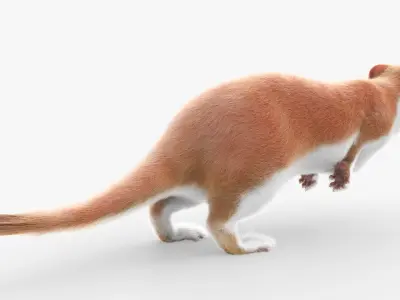  Stoat Mammal Wildlife Running Animated Fur Rigged For Blender 