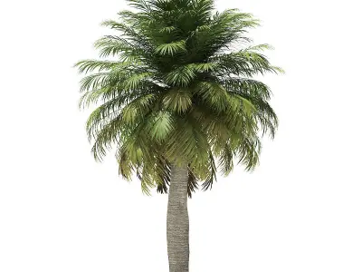 Chilean Wine Palm 3D Model 7m 3D model