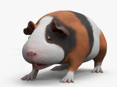  Tricolor Guinea Pig Short Hair Black Brown White Rigged 