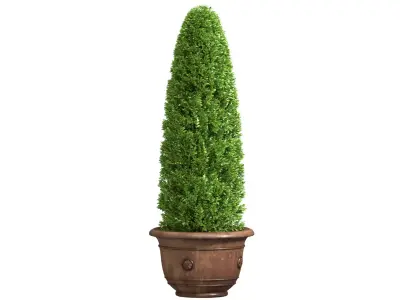 Decorative tree in a  garden pot Front Entry Tree Patio Porch 3D model