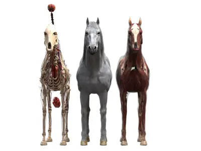  Horse Anatomy 