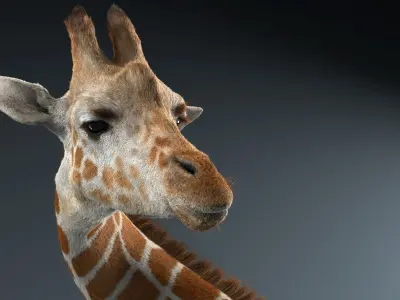  Giraffe Fur Rigged 