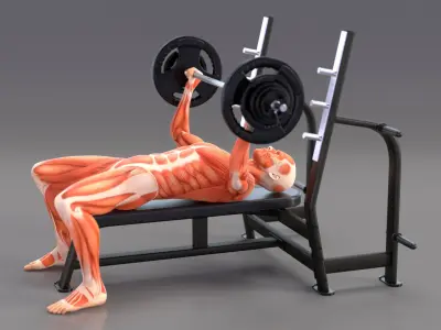  Anatomy Male Muscular System Bench Press Animated Rigged for Maya 