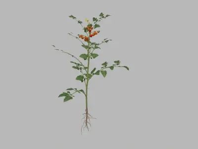 Tomato plant 3D model