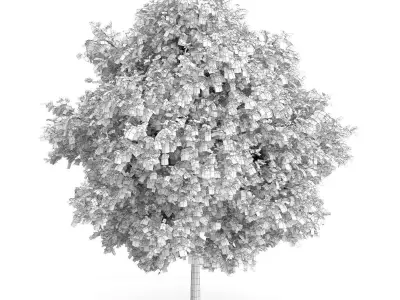 Large-leaved Lime Tree Tilia platyphyllos 3D model