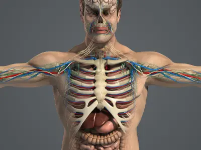  Male and Female Anatomy Essentials Pack (Textured) 